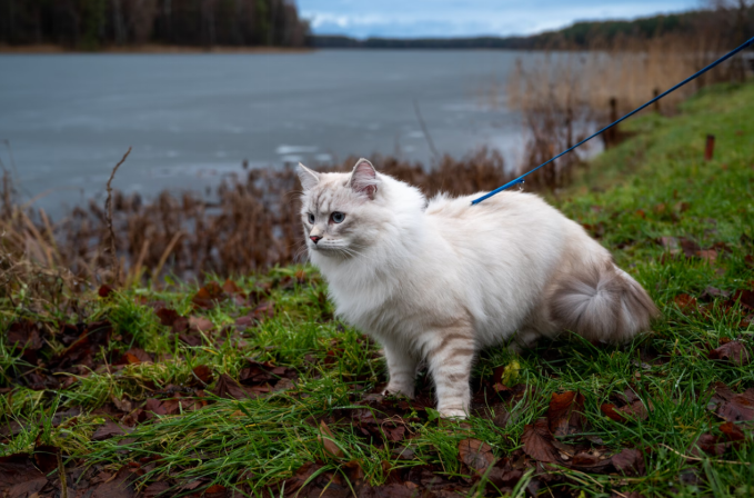 A white cat walking on a leash along a waterfront path with calm water in the background.