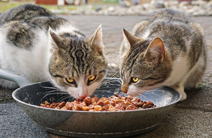 Two cats eating food from the same bowl
