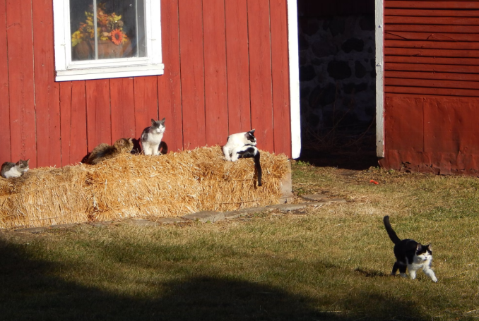 Barn Cat Breeds: The Best Working Cats for Farms and Homesteads