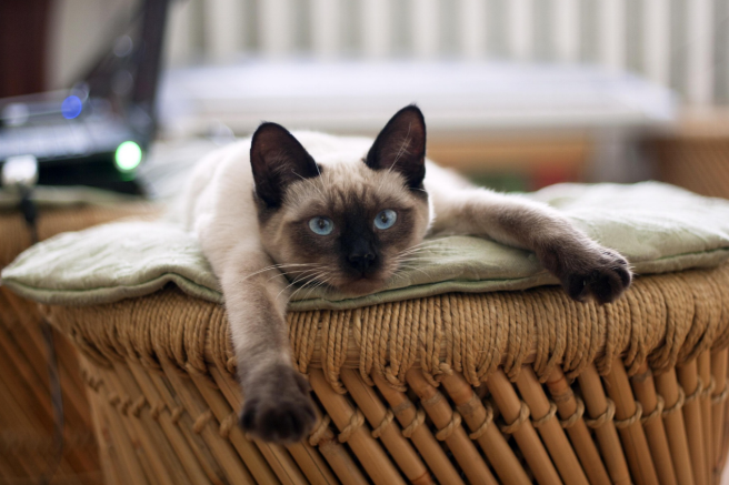 A Siamese cat relaxing on a cushion