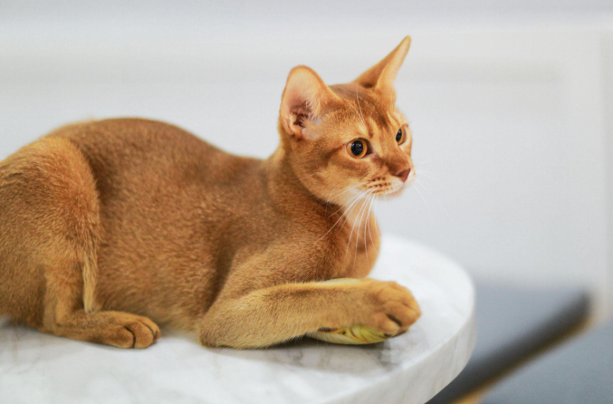 A brown-colored Abyssinian cat resting on a marble table