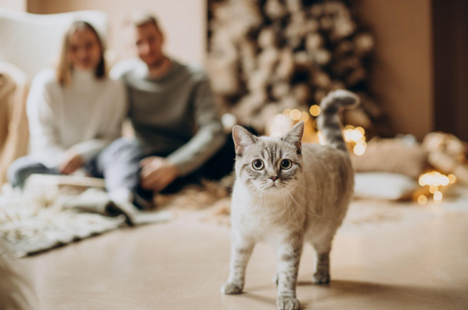 Gray tabby cat faces the camera with couple sitting behind