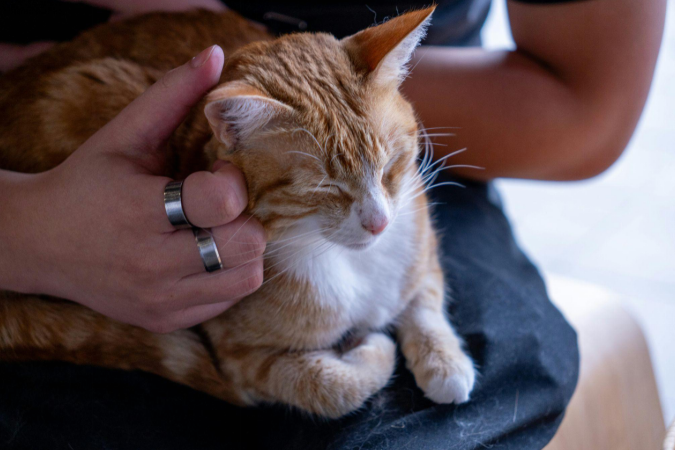 Person petting a relaxed cat on their lap.