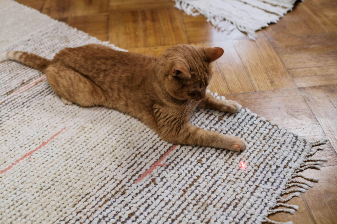 Abyssinian cat playing with a laser dot while sitting on a rug