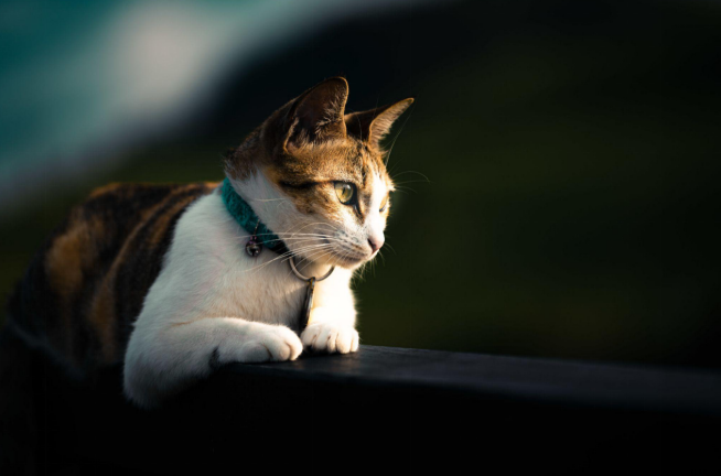 A medium cat sitting on a fence