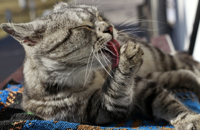 A medium cat licking its paw