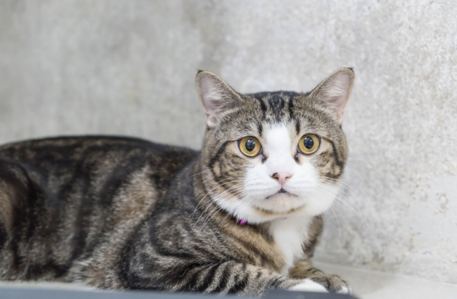 A medium tabby cat with yellow eyes staring