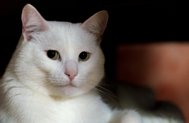A beautiful white medium cat looking at the camera