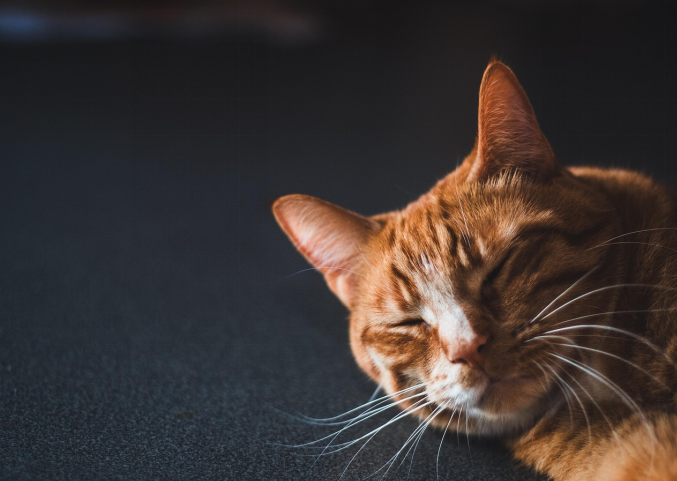 Cat sleeping while watching a movie