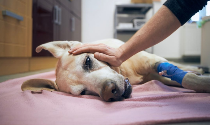 dog getting cared