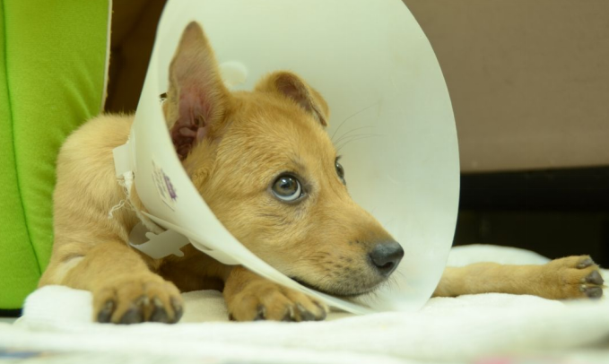 Dog getting dosed