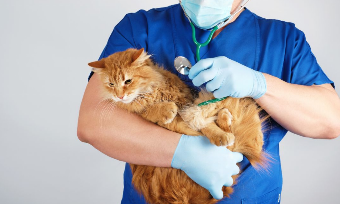 Sick cat