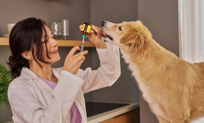 Dog getting medicine