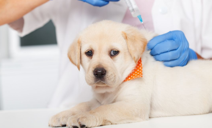 Dog getting checked