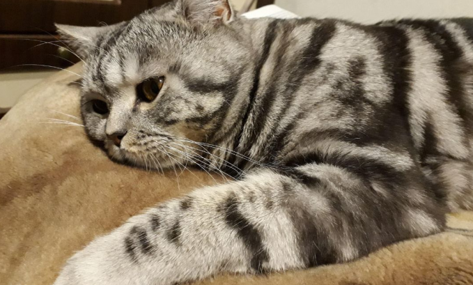Cat getting bored