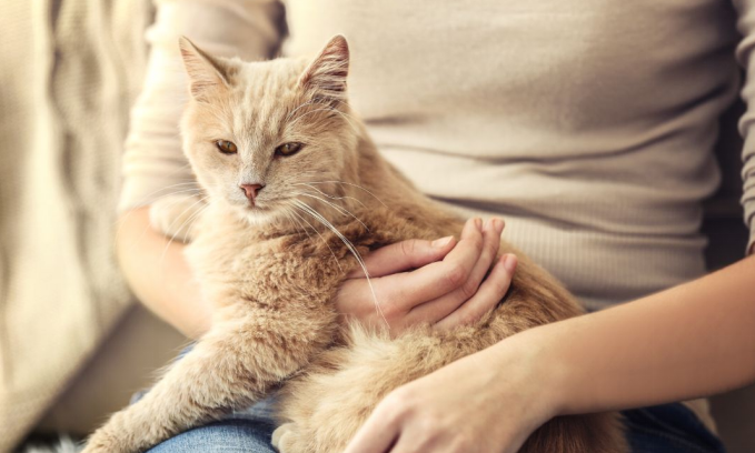 Cat with owner