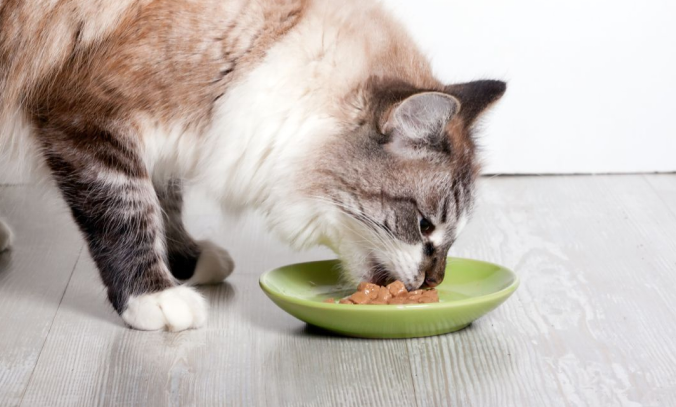 Cat having meal