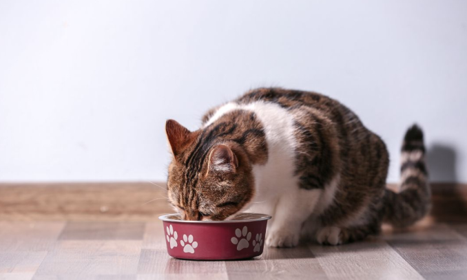 Cat having delicious food