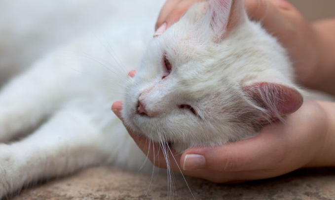 Weak cat