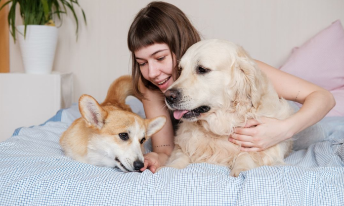 Dogs getting care