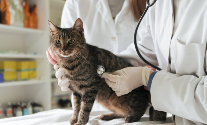 cat getting checked
