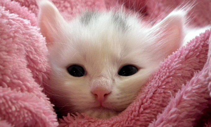 Anemia in Cats