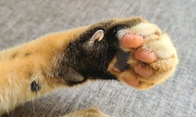 Cat’s paw