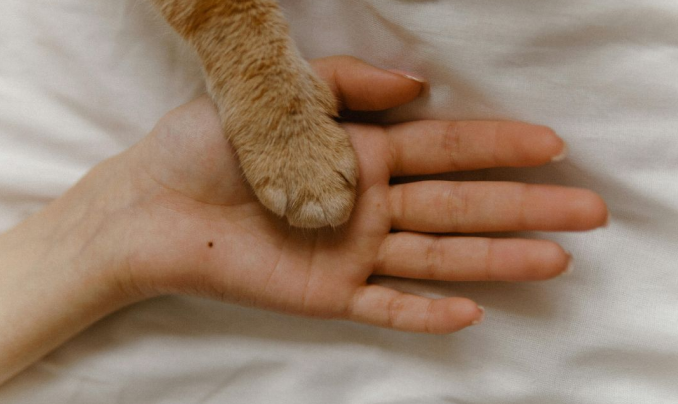 Loving cat