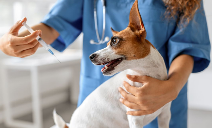 Gabapentin for Dogs: What It Treats, Dosage Tips & Safety Must-Knows