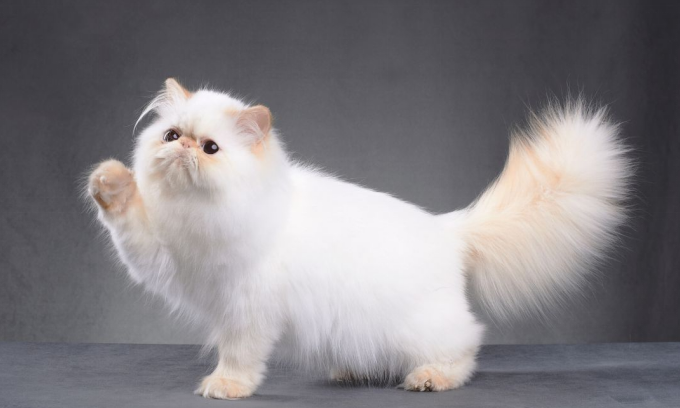 What Is a Polydactyl Cat? Meet the Quirky Felines With Bonus Toes