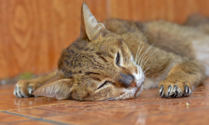 Cat Ringworm Treatment: What Works Fast (and What to Avoid)