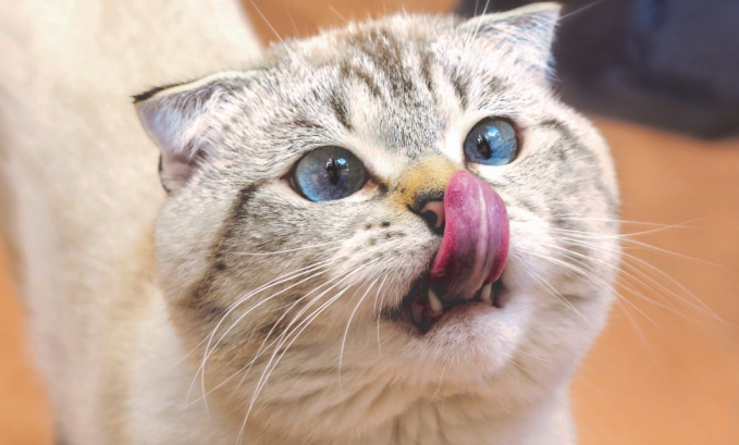 Anemia in Cats — Signs, Causes, and What You Should Do Now