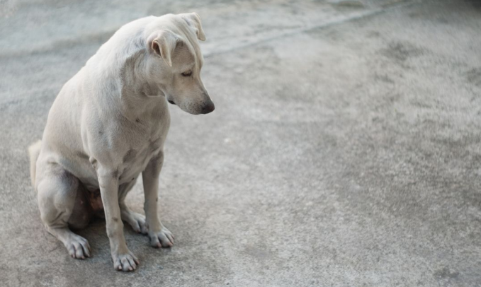 Common Behaviors of a Female Dog in Heat Every Owner Should Know