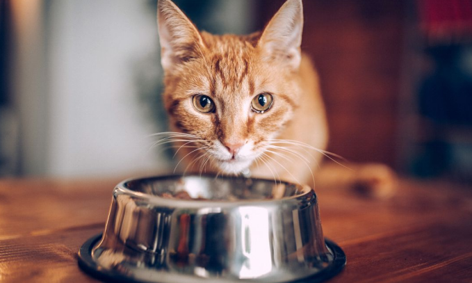 How Long Can You Leave a Cat Alone with Food and Water?