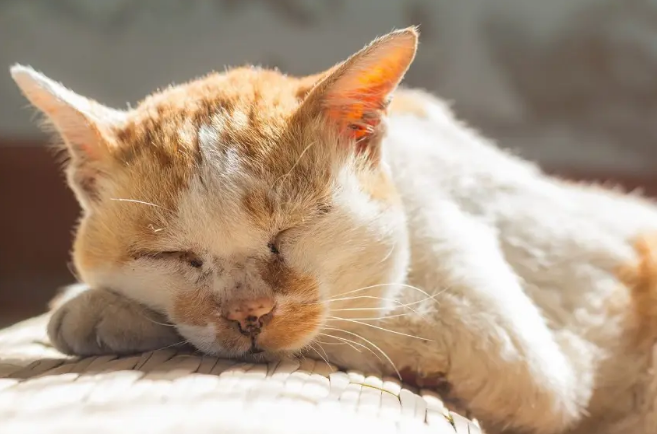 can cats get dementia