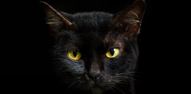 Do black cats get adopted