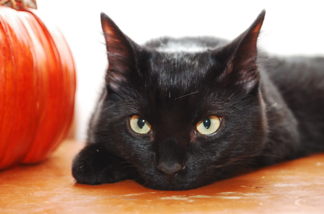 Halloween safety for black cats
