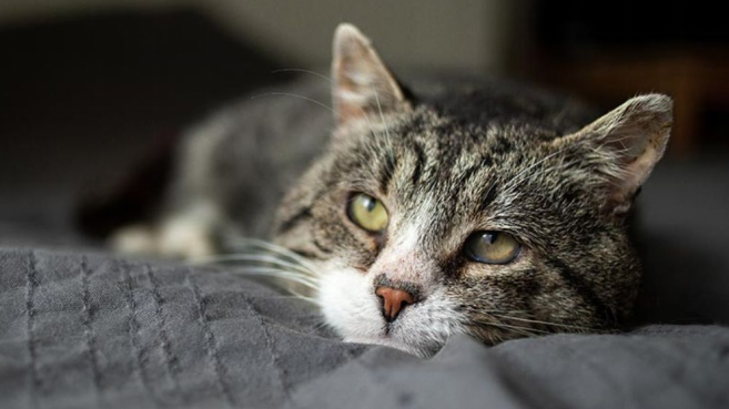 a cat with dementia