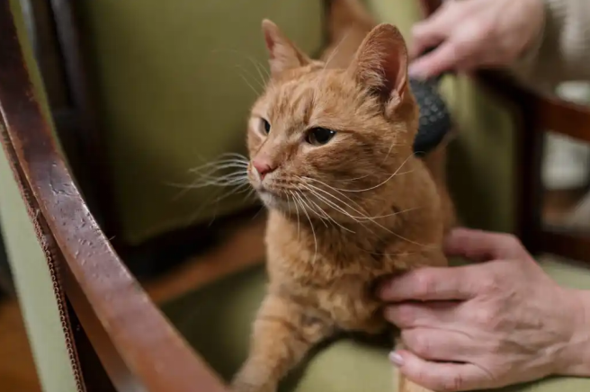 dementia cat