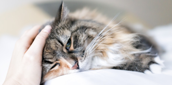 how to prevent cat from dementia