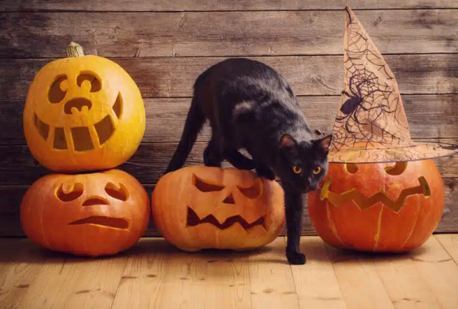 Why Are Black Cats Associated with Halloween? Origins & Superstitions Explained