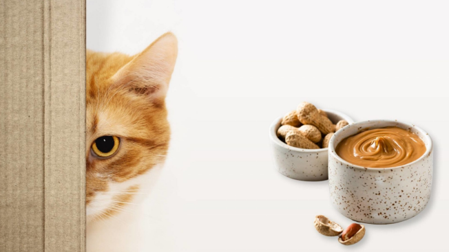 peanut butter is poisonous to cats