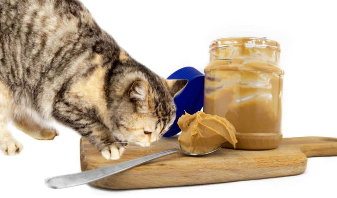 Can Cats Eat Peanut Butter