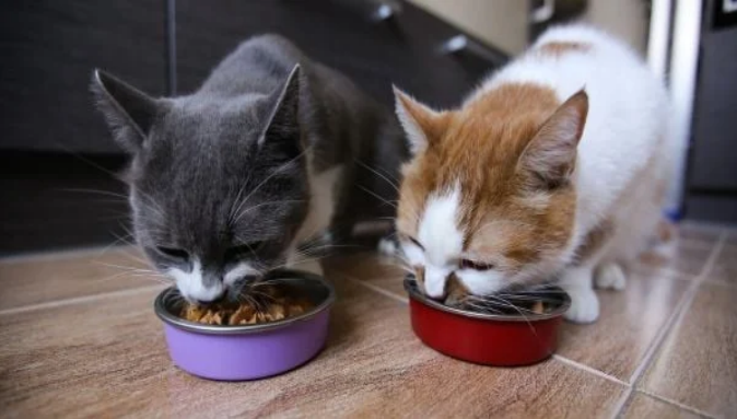 Multi-Cat Feeding Guide: How to Feed Multiple Cats in One Household