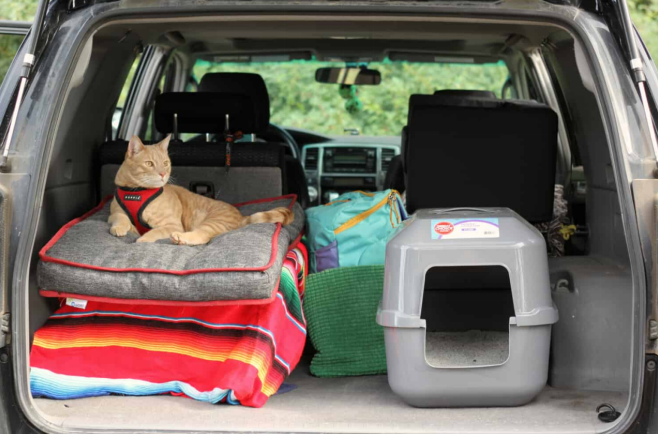 Cat Travel Part: Do Hotels Allow Cats?