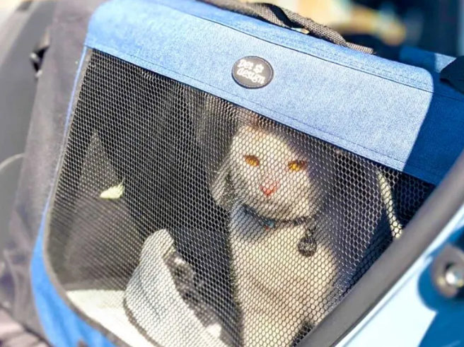 get the cats used to their carrier first