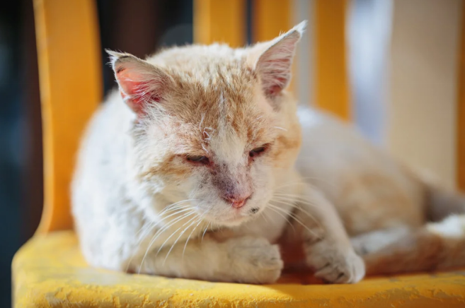 Squamous Cell Carcinoma in Cats: What Every Cat Owner Should Know