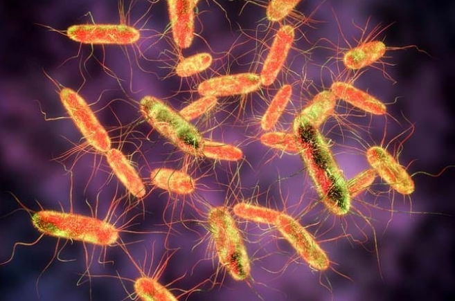 Salmonella