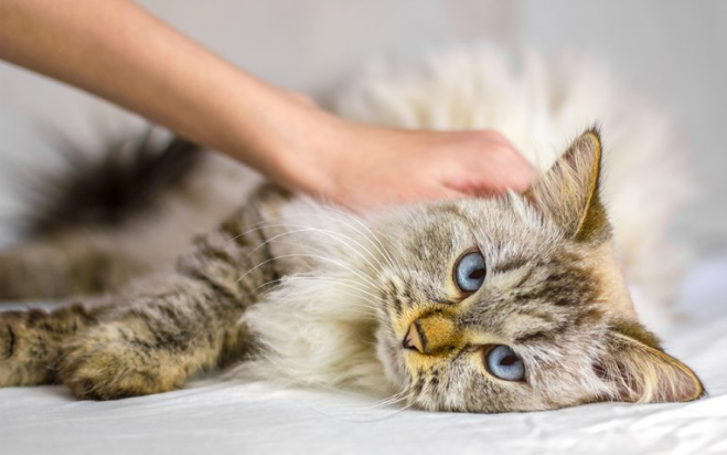 indoor cat with Salmonella