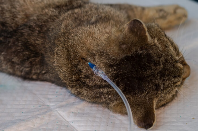 treatment of Salmonella in cats